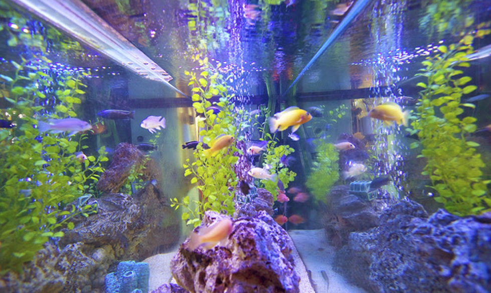 Ресторан похож на музей рыб с огромными аквариумами