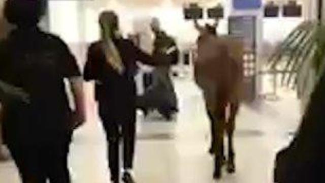 Security guard chases the mule