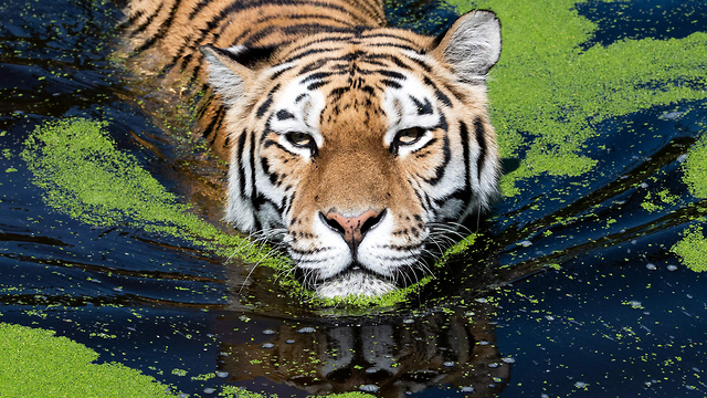 Зоопарк в Германии: тиграм тоже жарко. Фото: AFP