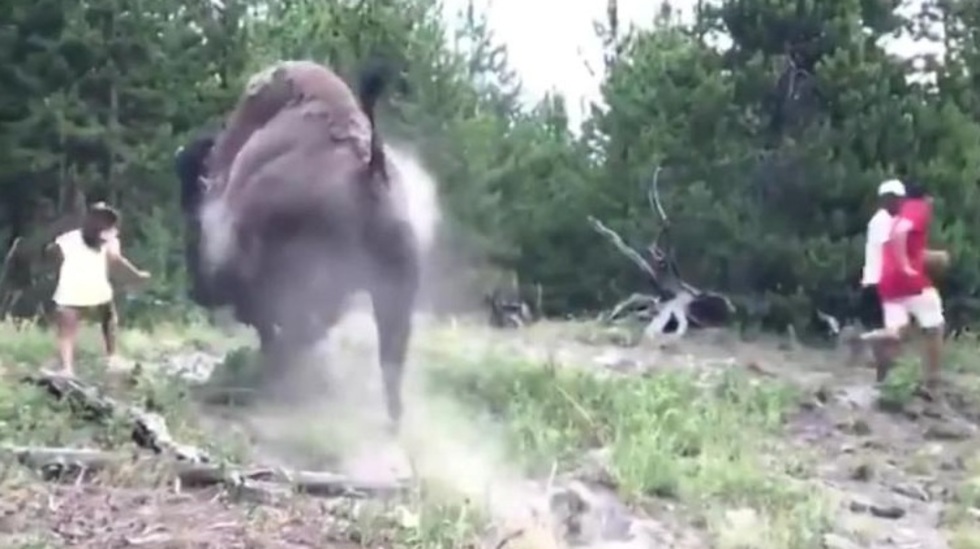 Туристы подошли слишком близко к бизону несмотря на предупреждение. Фото: соцсети