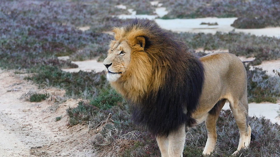 מעניין מה הוא חשב על מלך האריות (צילום: אסף קוזין)