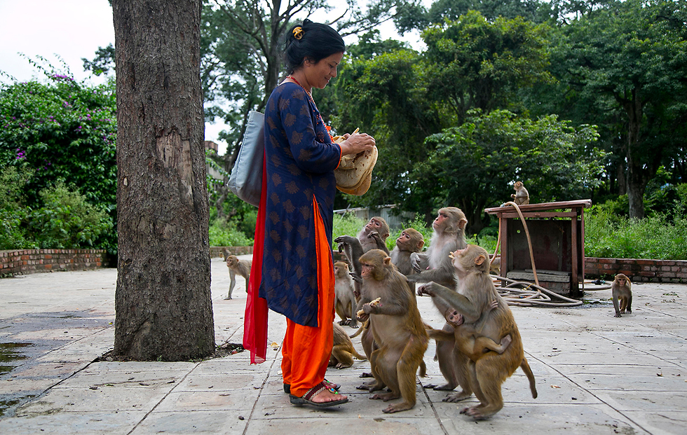 קופים נפאל קטמנדו סרסווטי דנגול (צילום: AP)