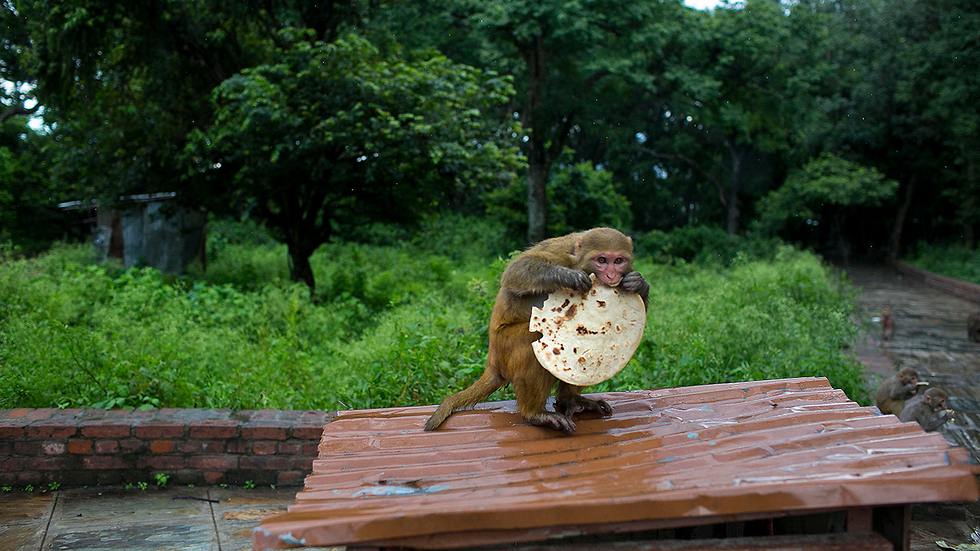 קופים נפאל קטמנדו סרסווטי דנגול (צילום: AP)