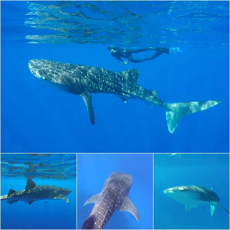 כריש לוויתן באילת (צילום: עומרי עומסי ושני אלוש, רשות הטבע והגנים)