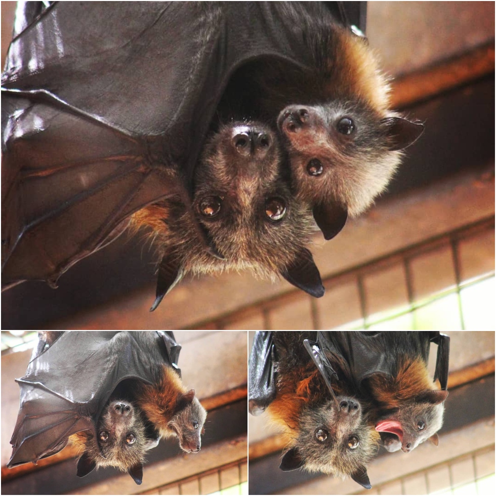 גורי עטלפים בגן גורו (צילום: דנה נצ׳ריקוב)