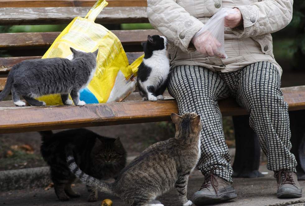 אילוס אילוסטרציה אישה מאכילה חתולים משוטטים חתולי רחוב (צילום: shutterstock)