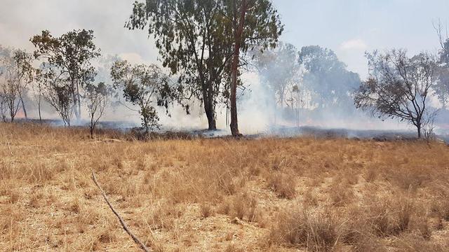 שריפה יער שמחוני עוטף עזה ( צילום: משה ברוכי, יערן קק״ל)