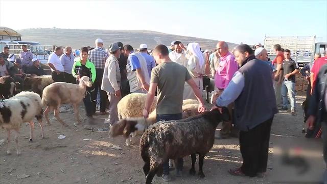 Sheep market in Hebron ahead of Eid (Photo: Gil Yohanan)