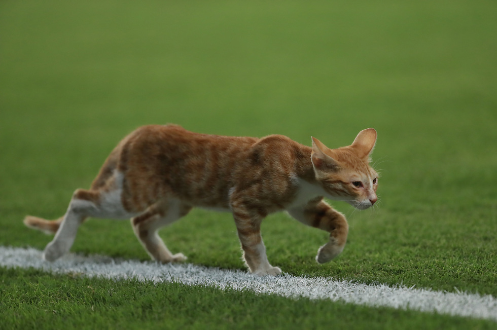 חתול הסתנן אל הדשא במושבה (צילום: אורן אהרוני)