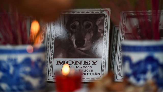 וייטנאם ארוחה ל בעלי חיים מתים בית קברות (צילום: AFP)