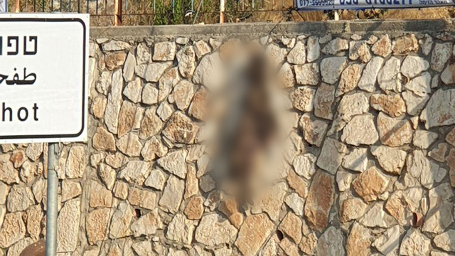 נער בן 17 מהיישוב מע'אר, חשוד בהתעללות בכלבה, אותה תלה על חומה ביישוב ()