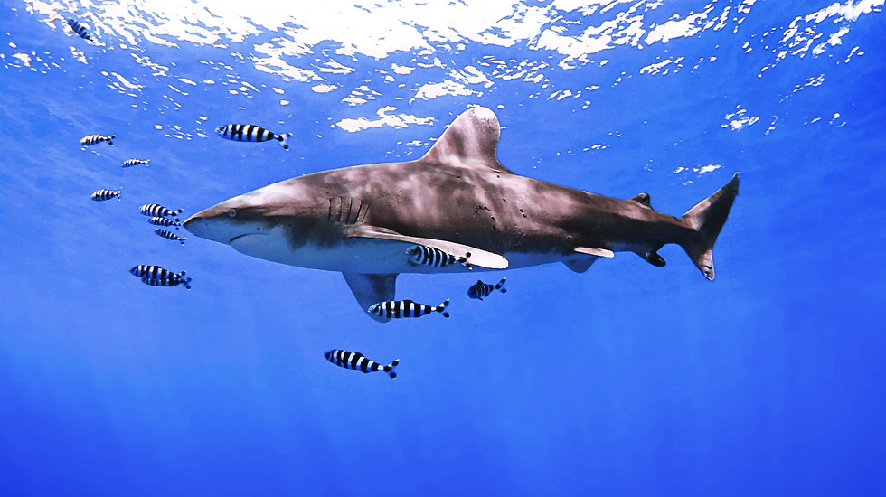 כריש הלונגימנוס באתר האלפינסטון (צילום: בועז סמוראי)