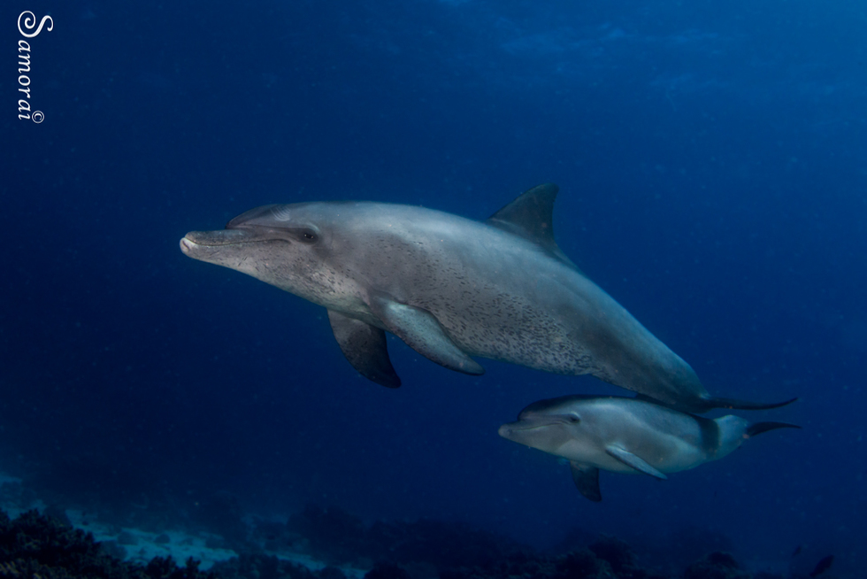 דולפינים בשאב-שארם (צילום: בועז סמוראי)