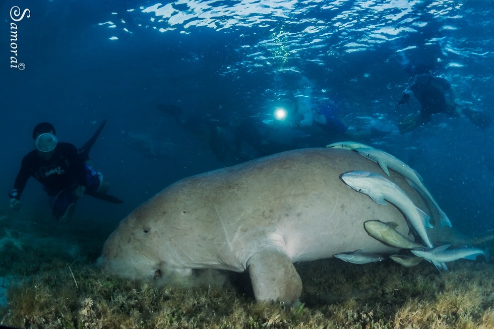 פרת ים מסוג תחש Dugon-Dugong (צילום: בועז סמוראי)