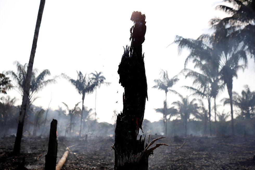 ברזיל שריפות ב אזור ה אמזונס שטח ש נשרף ע