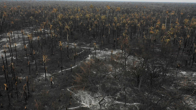 בוליביה שריפות אמזונס ב בוליביה ו*לא* בברזיל (צילום: AFP)