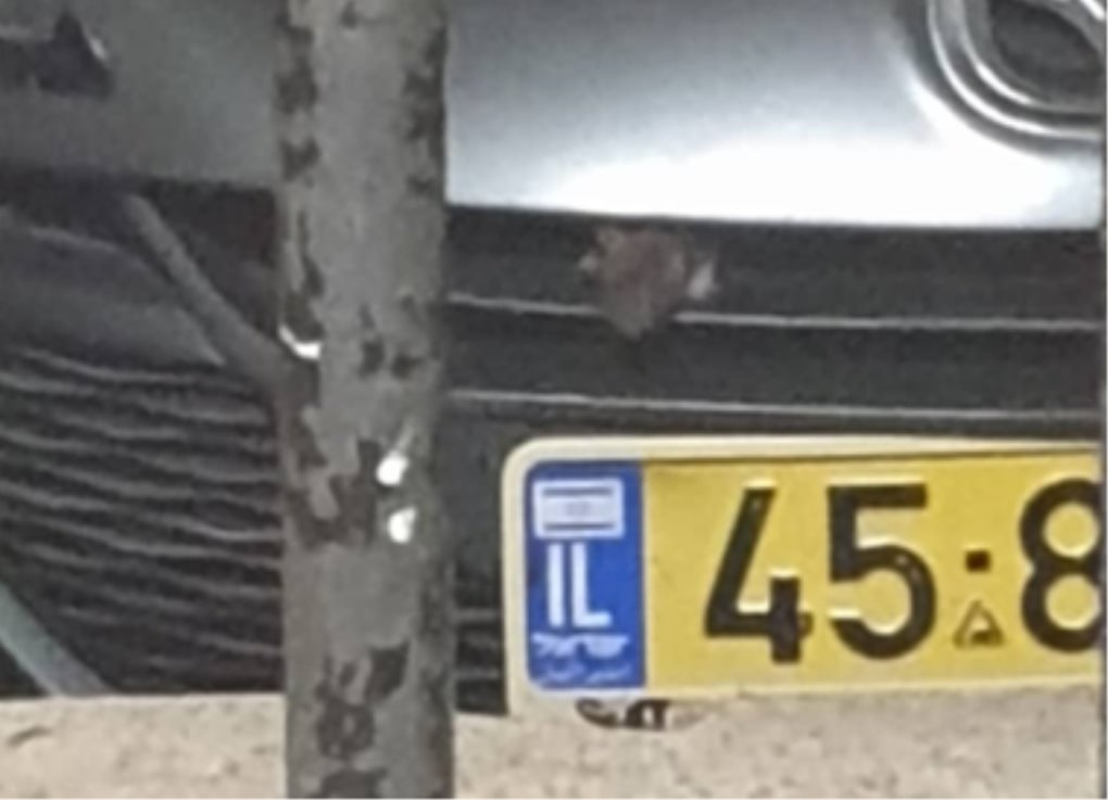 Средь бела дня: крыса выбирается из-под капота машины в Бат-Яме. Фото из частного альбома