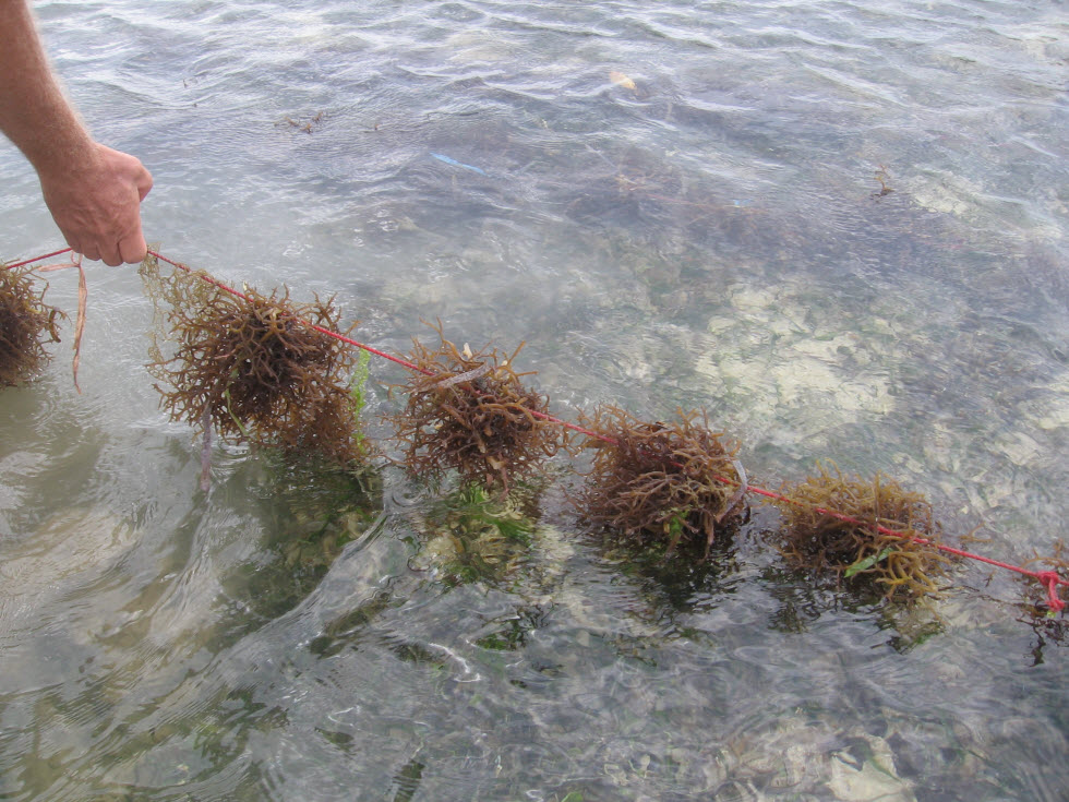 •	גידול אצות לתעשיית האגאר העולמית - זנזיבר.  (צילום: אילנה ברמן-פרנק)
