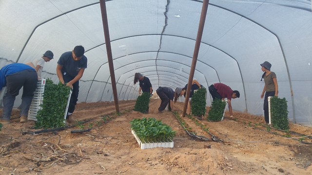 Student at Leaders of the Land High School on Moshav Hatzeva in southern Israel work in the fields 