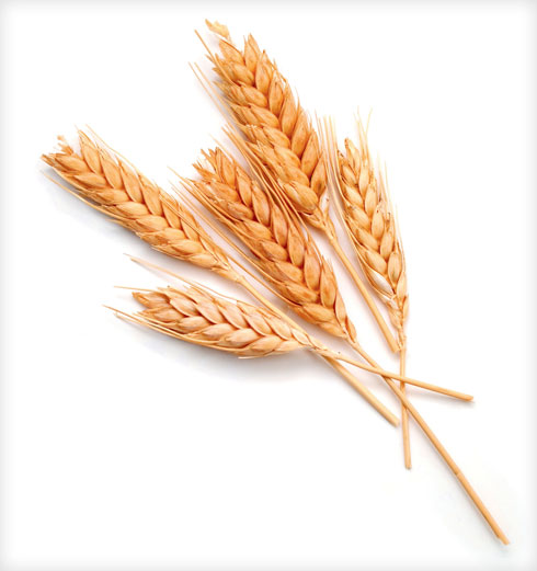 מחקר גנטי השוואתי מצא שבתרבויות עם מסורת ארוכת ימים של אכילת קמח יש לאנשים העתקים רבים יותר של הגן לעמילאז (אנזים ברוק שעוזר לפרק את העמילן שבחיטה). ככל שההעתקים רבים יותר, כך כמות העמילאז גדולה יותר והיכולת לפרק את רכיבי החיטה עולה  (צילום: Shutterstock)