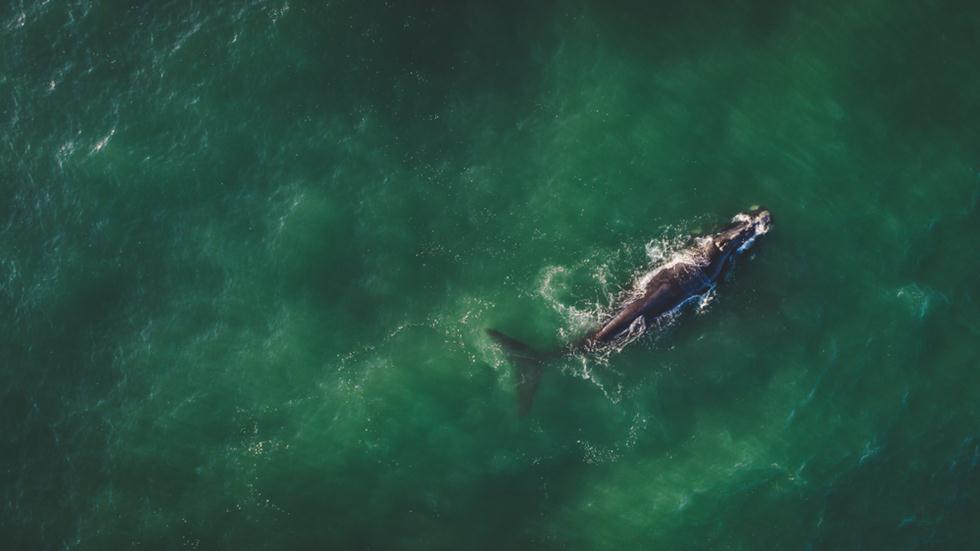 לוויתן בלנה דרומי (צילום: shutterstock)