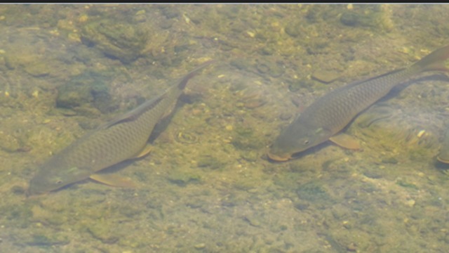 דגים בירקון (צילום: יונתן רז, רשות נחל הירקון)