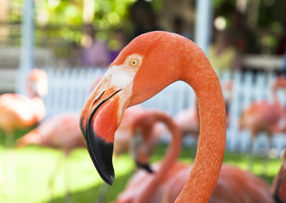 הציפור הלאומית של איי בהאמה - פלמינגו (צילום: Shutterstock)