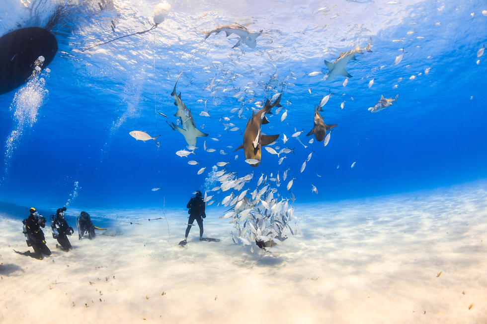 צלילה עם כרישים באיי בהאמה (צילום: Shutterstock)