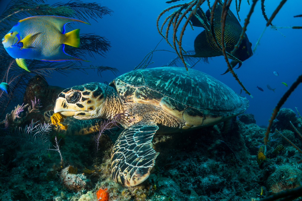 צב ים באיי בהאמה (צילום: Shutterstock)