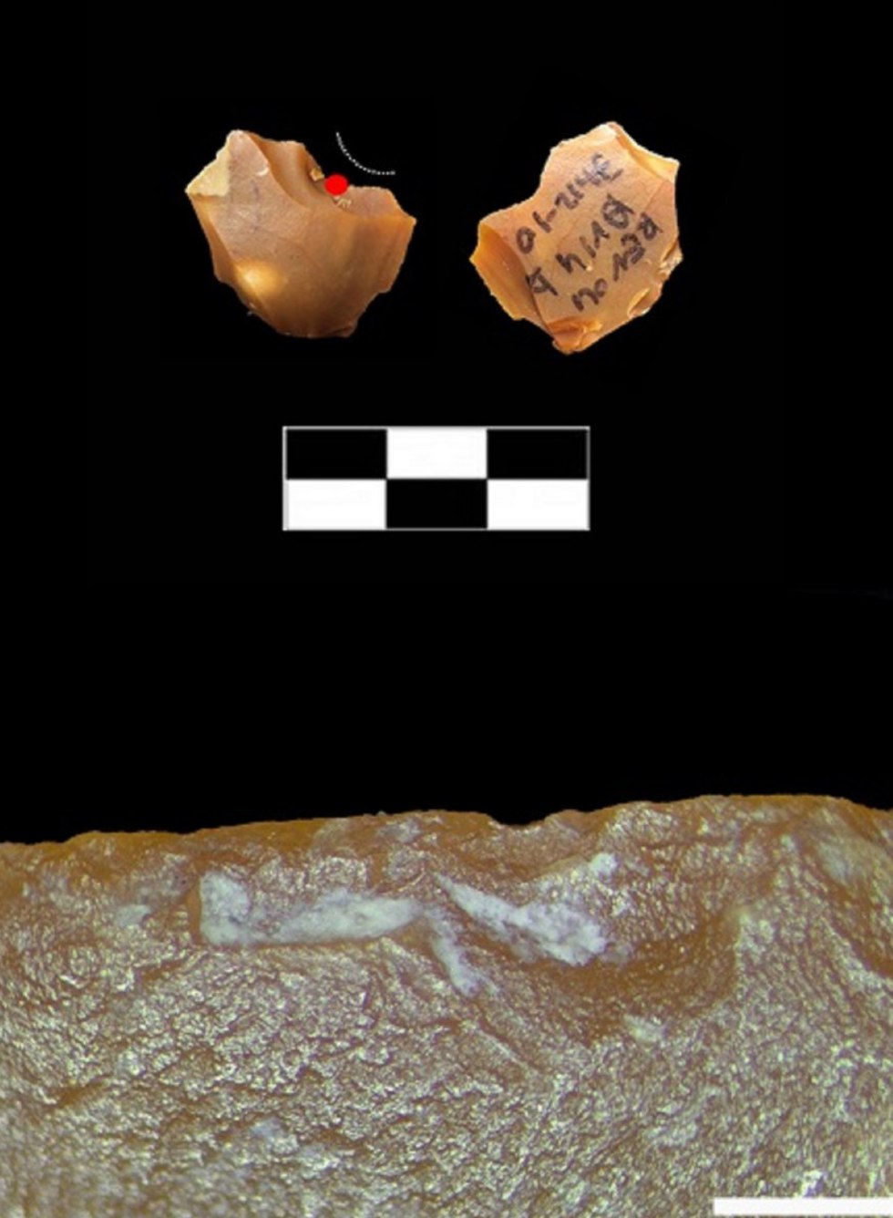  נתז קטנטן מהאתר של רבדים: סימני שימוש (מסומנים בקווים) ושרידי עצם (מסומנים בנקודה לבנה ובהגדלה בתמונה התחתונה) (צילום: ד