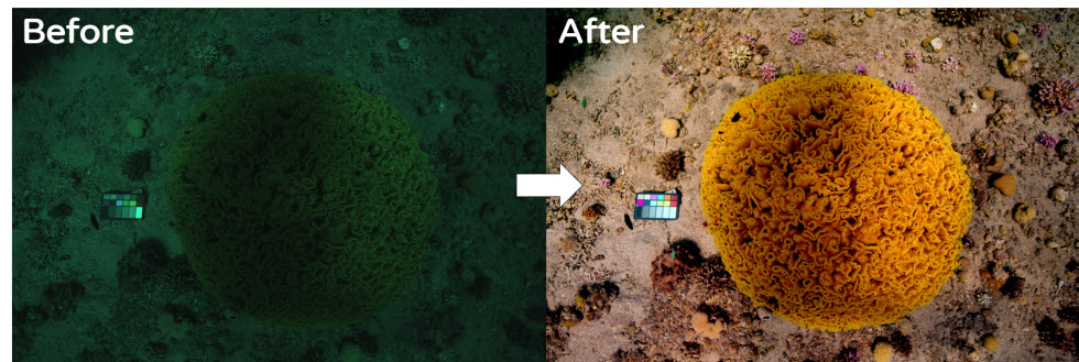 לפני ואחרי עם המצלמה התת ימית.  (צילום: באדיבות המעבדה לדימות תת ימי)