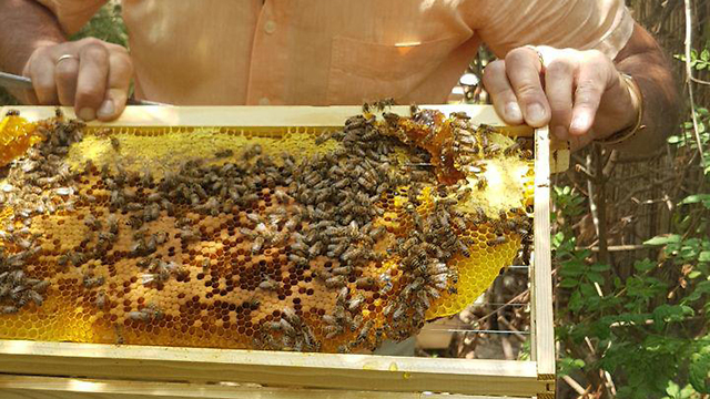  גידול דבורים בביתו של יוסי אוד  - מומחה לגידול דבורים ביתיות (צילום: אסף קמר)