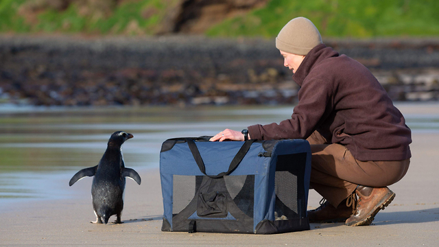 פינגווין שחה מ ניו זילנד ל אוסטרליה משוחרר לטבע (צילום: Zoos Victoria and Phillip Island Nature Parks, AFP)