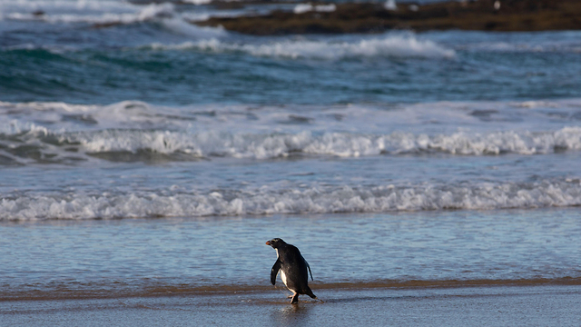 פינגווין שחה מ ניו זילנד ל אוסטרליה משוחרר לטבע (צילום: Zoos Victoria and Phillip Island Nature Parks, AFP)