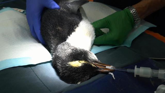 פינגווין שחה מ ניו זילנד ל אוסטרליה משוחרר לטבע (צילום: מהפייסבוק של Phillip Island Nature Parks)