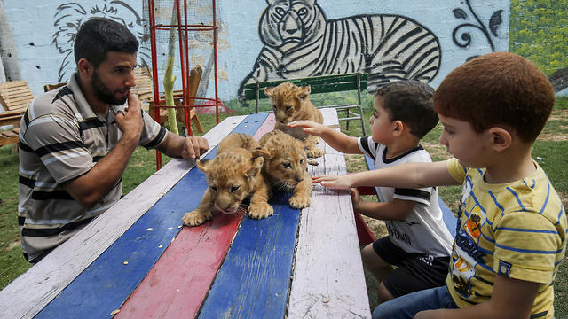 Palestinian children and an employee pet three recently born cubs at a zoo in Rafah in the southern Gaza Strip on September 8, 2019