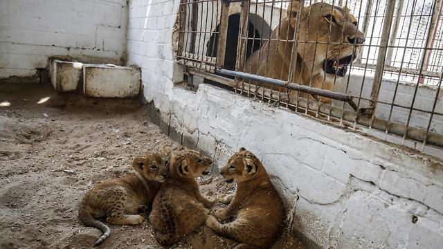 A lioness watches her three recently born cubs at a zoo in Rafah in the southern Gaza Strip on September 8, 2019