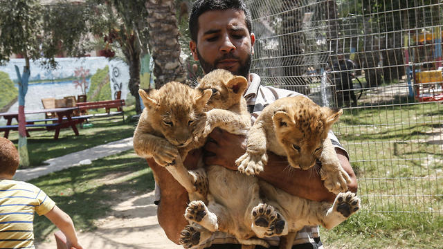 A Palestinian employee lifts three recently born cubs at a zoo in Rafah in the southern Gaza Strip on September 8, 2019