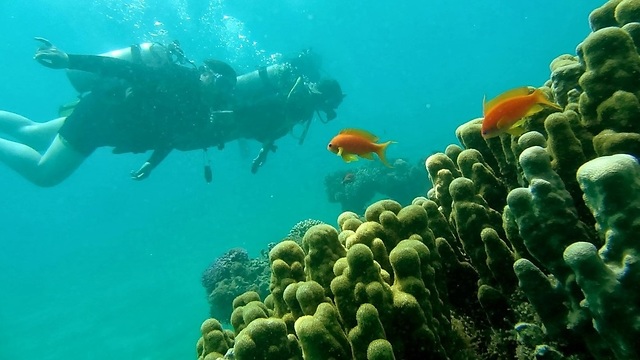 אלמוגים במפרץ אילת ( צילום: ד