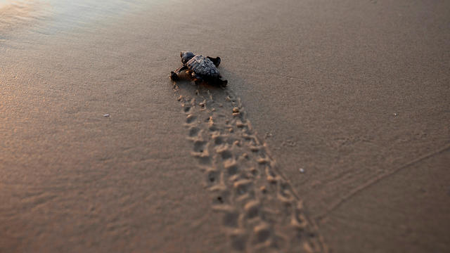 A newly hatched baby sea turtle makes its way into the Mediterranean Sea for the first time, as part of the Israeli Sea Turtle Rescue Center's conservation program near Mikhmoret