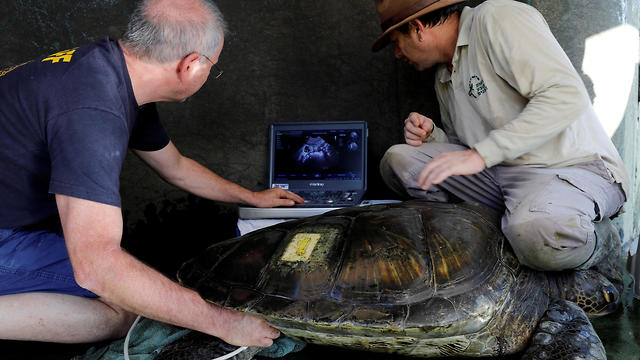 A veterinarian performs an ultrasound scan on a female green sea turtle at the Israeli Sea Turtle Rescue Center in Mikhmoret   