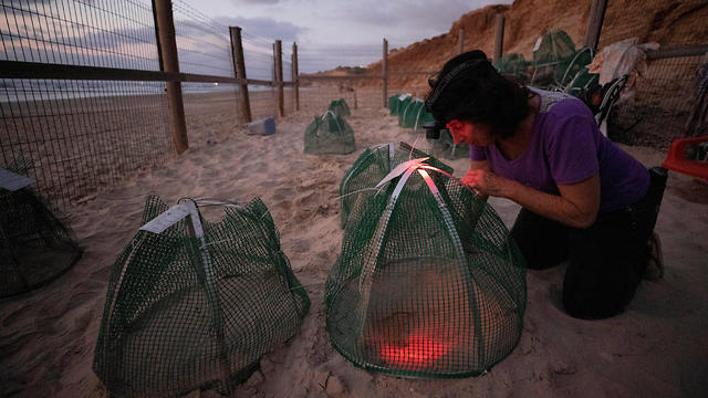 A volunteer looks at a sea turtle nest inside a protective nesting site set up by the Israeli Sea Turtle Rescue Center on a beach near Mikhmoret