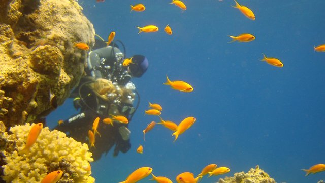 צוללן ופזיות בחוף האלמוגים (צילום: חפי רוקח)