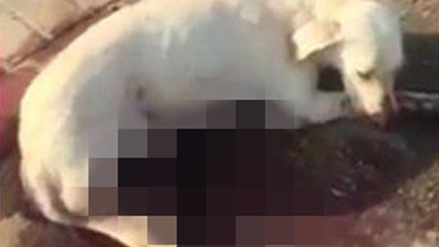 משטרת ישראל איתרה כלב כשהוא ירוי בגופו בטייבה. נפתחה חקירה והנסיבות נבדקות ()