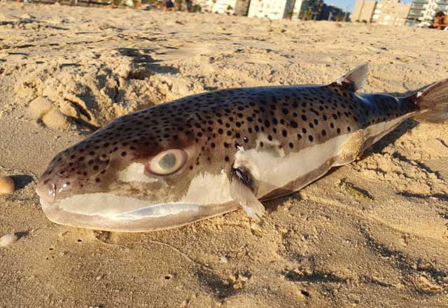 Рыба-шар, она же рыба-собака, или "абу-Нафха", на пляже в Бат-Яме. Фото: Ярон Леви