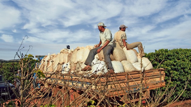 פועלים בחוות גידול קפה של חברת Tres Coracoes  (צילום: יח