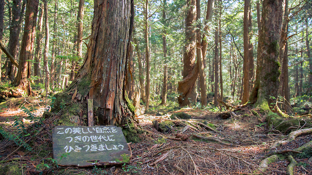 יפן יער ההתאבדויות אאוקיגהארה שלט בואו ניקח את הטבע היפה הזה לדור הבא (צילום: shutterstock)