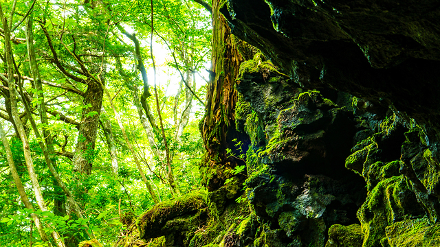 יפן יער ההתאבדויות אאוקיגהארה (צילום: shutterstock)