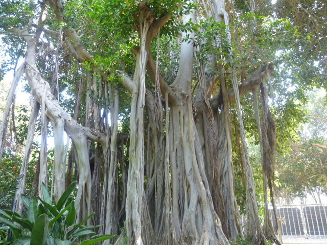 Сад тропической флоры. Фото: Леон Левитас