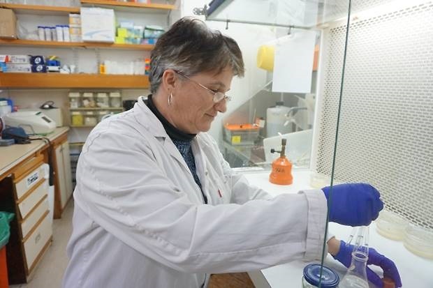  שלומית דור מהמעבדה למחלות צמחים במכון המחקר מיגל (צילום: מכון המחקר מיגל))